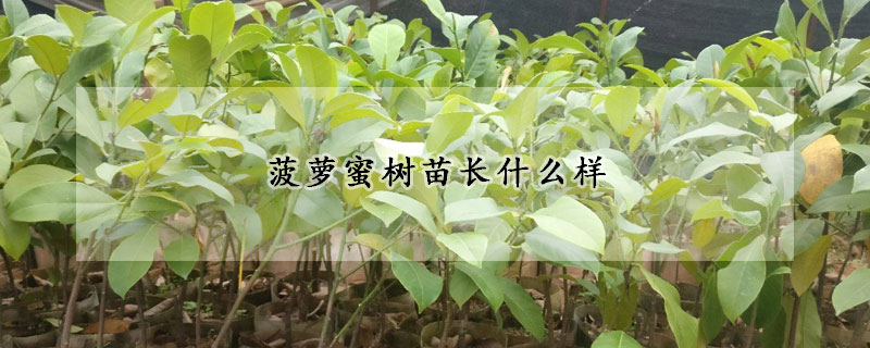 菠蘿蜜樹苗長什麼樣