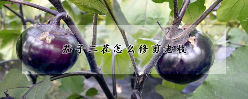 茄子二茬怎麼修剪老枝