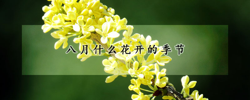 八月什麼花開的季節