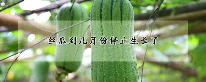 絲瓜到幾月份停止生長了