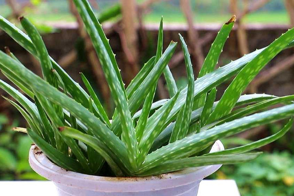 哪些植物除甲醛最好 除甲醛植物排行榜