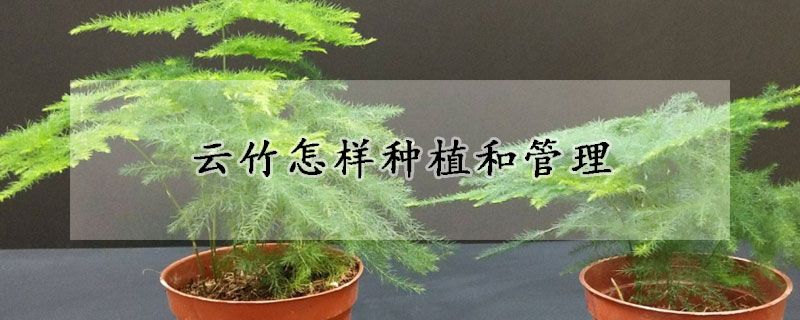 雲竹怎樣種植和管理