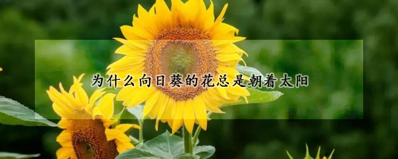 為什麼向日葵的花總是朝著太陽