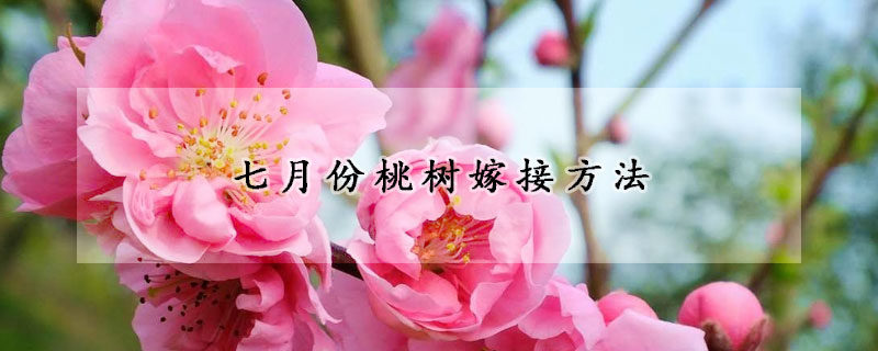 七月份桃樹嫁接方法