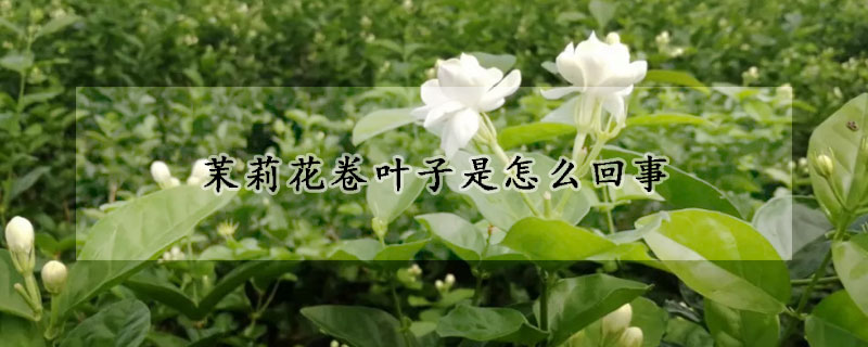 茉莉花卷葉子是怎麼回事