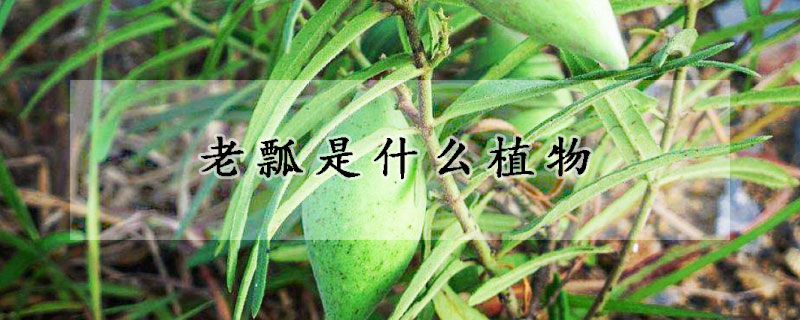 老瓢是什麼植物