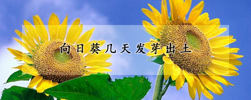 向日葵幾天發芽出土