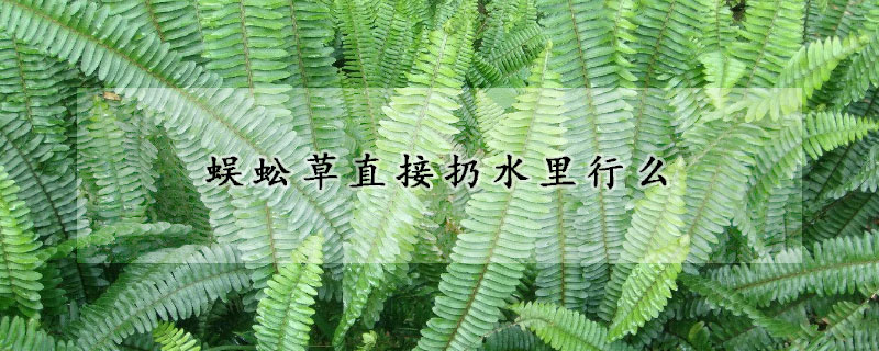 蜈蚣草直接扔水裏行麼