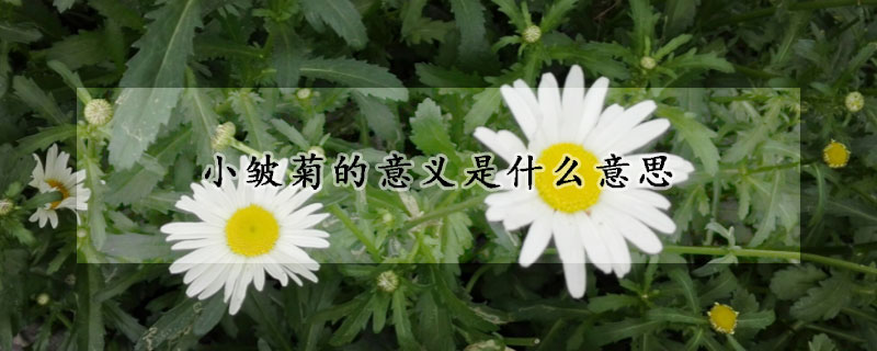 小皺菊的意義是什麼意思