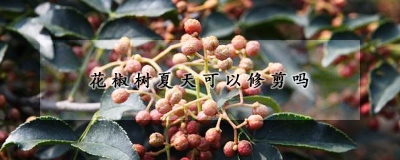 花椒樹夏天可以修剪嗎