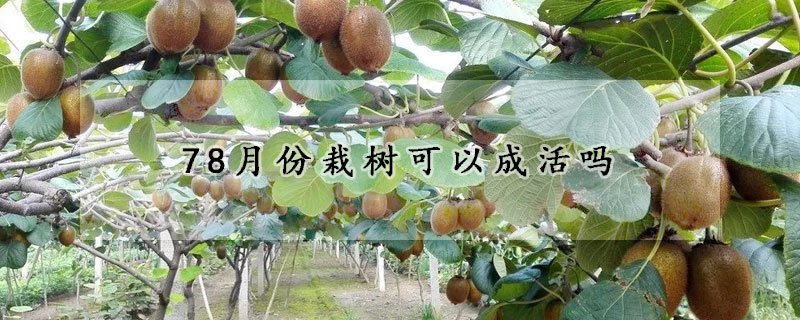 78月份栽樹可以成活嗎