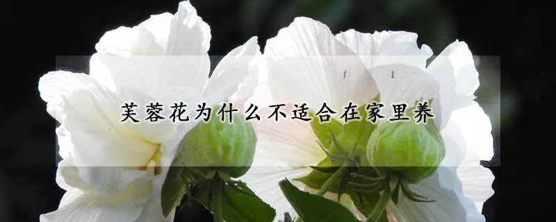 芙蓉花為什麼不適合在家裏養