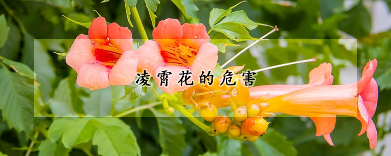 淩霄花的危害