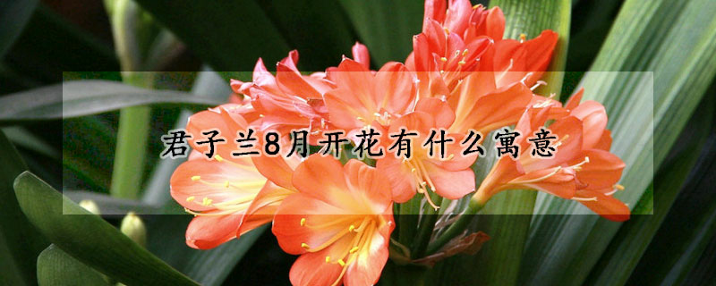 君子蘭8月開花有什麼寓意