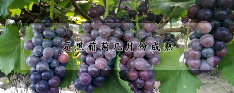 夏黑葡萄幾月份成熟