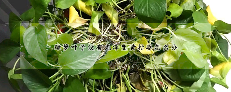 綠籮葉子沒有光澤變黃枯萎怎麼辦