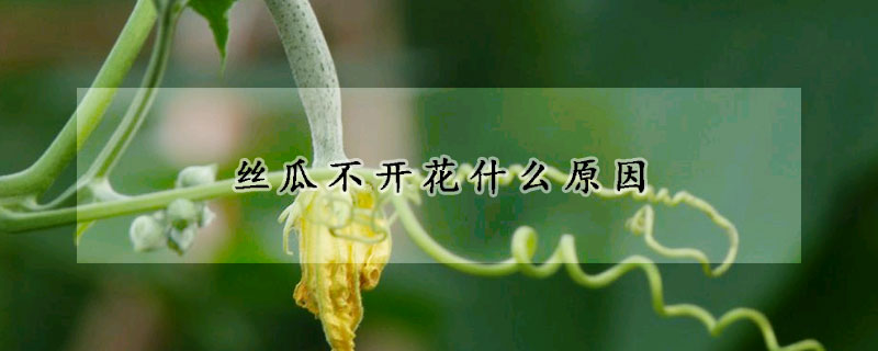 絲瓜不開花什麼原因