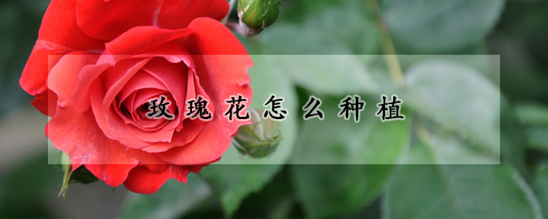 玫瑰花怎麼種植