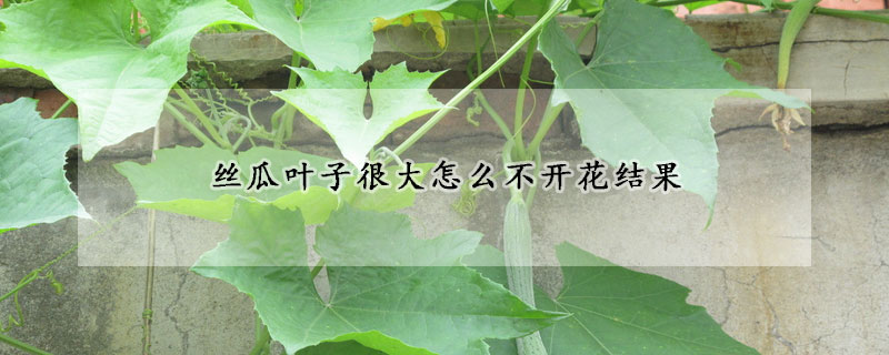 絲瓜葉子很大怎麼不開花結果