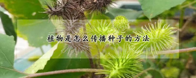 植物是怎麼傳播種子的方法