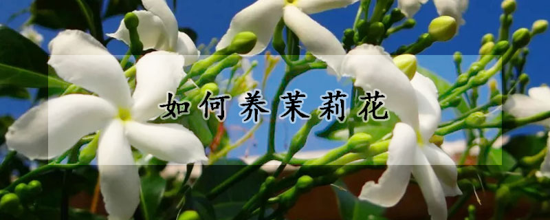 如何養茉莉花