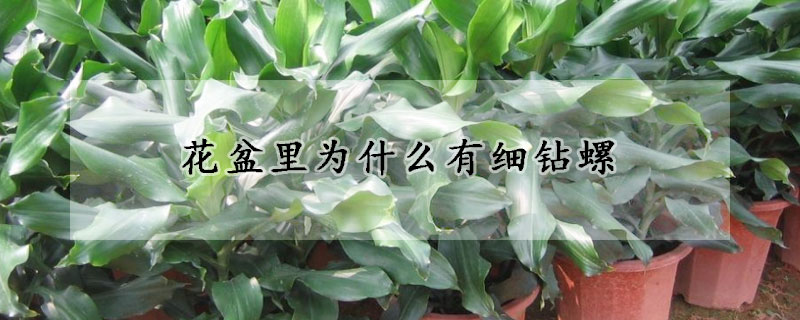 花盆裏為什麼有細鑽螺