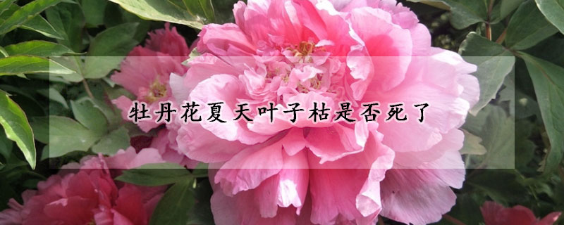 牡丹花夏天葉子枯是否死了