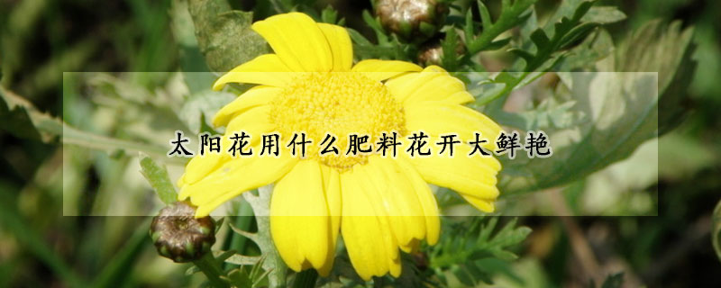 太陽花用什麼肥料花開大鮮豔