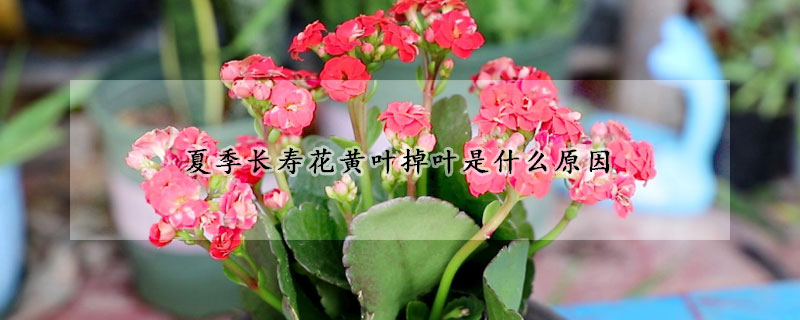 夏季長壽花黃葉掉葉是什麼原因