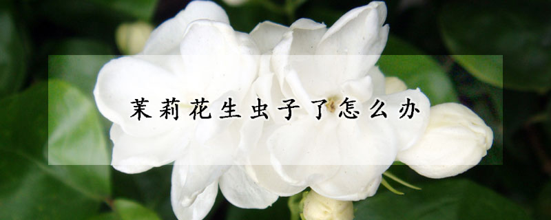 茉莉花生蟲子了怎麼辦