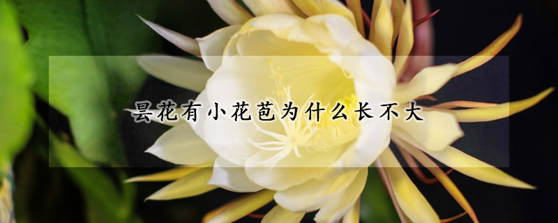 曇花有小花苞為什麼長不大