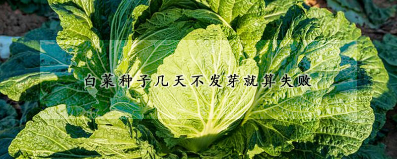 白菜種子幾天不發芽就算失敗