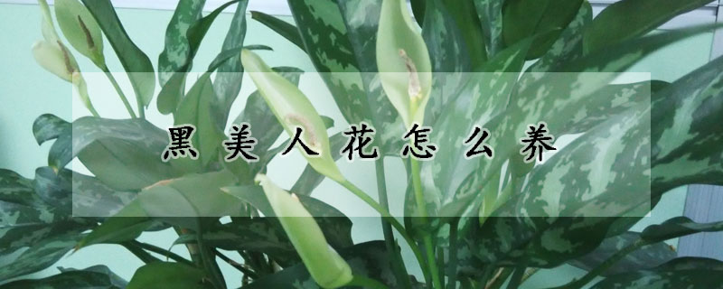 黑美人花怎麼養