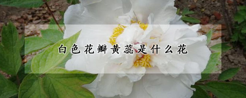 白色花瓣黃蕊是什麼花