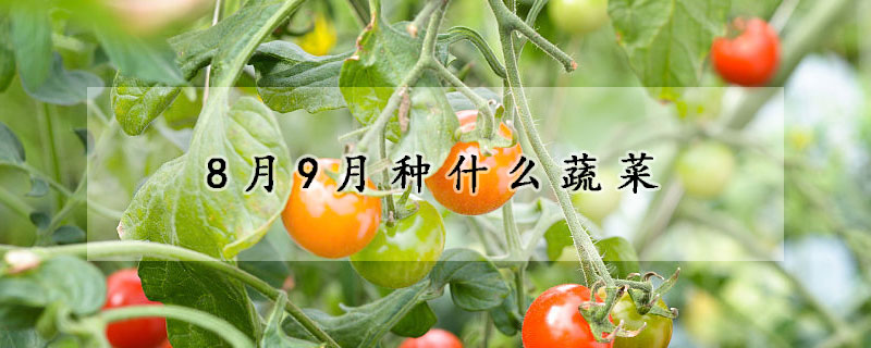 8月9月種什麼蔬菜