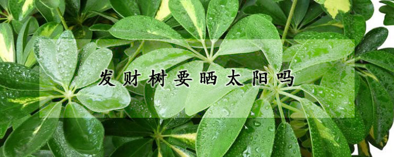 發財樹要曬太陽嗎