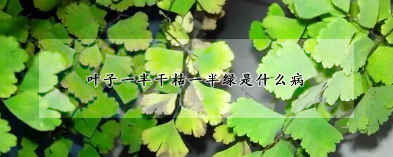 葉子一半幹枯一半綠是什麼病