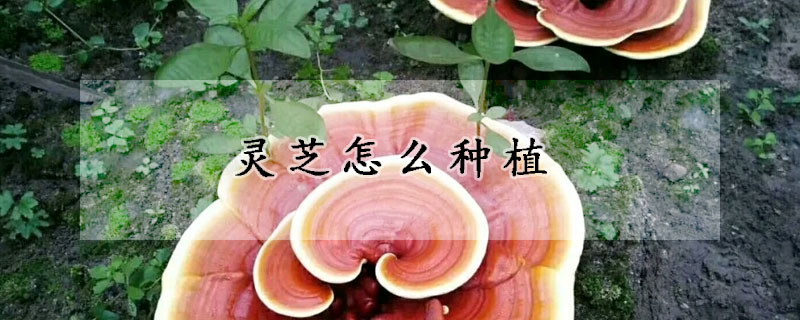 靈芝怎麼種植