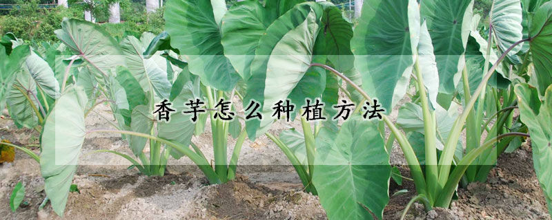 香芋怎麼種植方法