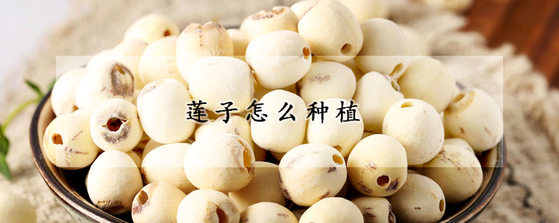 蓮子怎麼種植