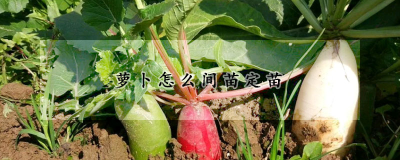 蘿卜怎麼間苗定苗