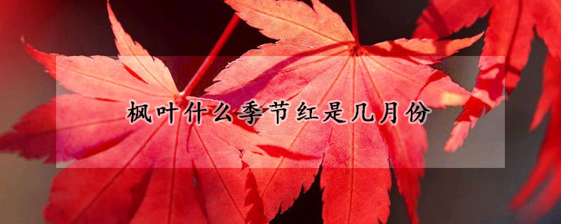 楓葉什麼季節紅是幾月份