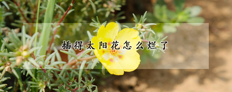 插得太陽花怎麼爛了