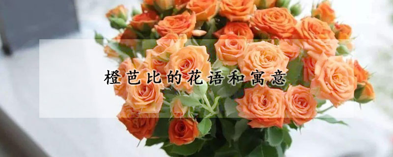 橙芭比的花語和寓意