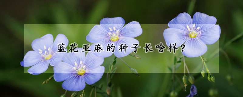 藍花亞麻的種子長啥樣?