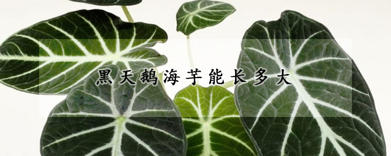 黑天鵝海芋能長多大