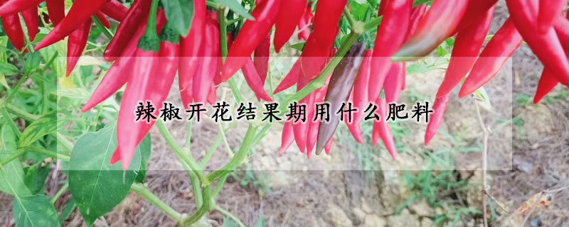 辣椒開花結果期用什麼肥料