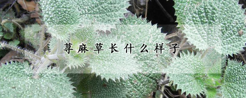 蕁麻草長什麼樣子