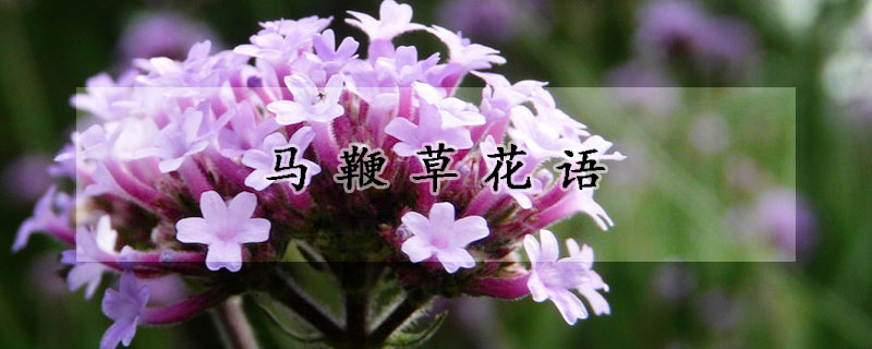 馬鞭草花語