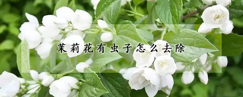 茉莉花有蟲子怎麼去除